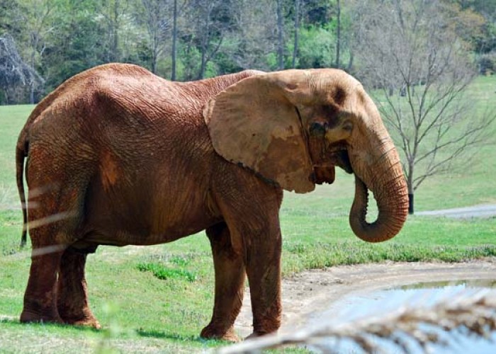 The North Carolina Zoo turns 40