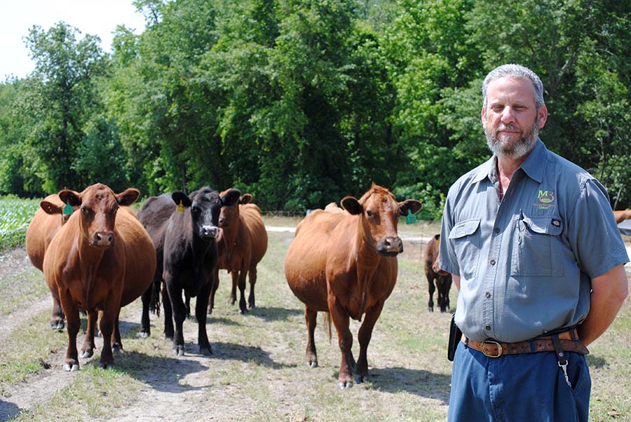 15 Moore more cows