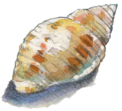 1shell