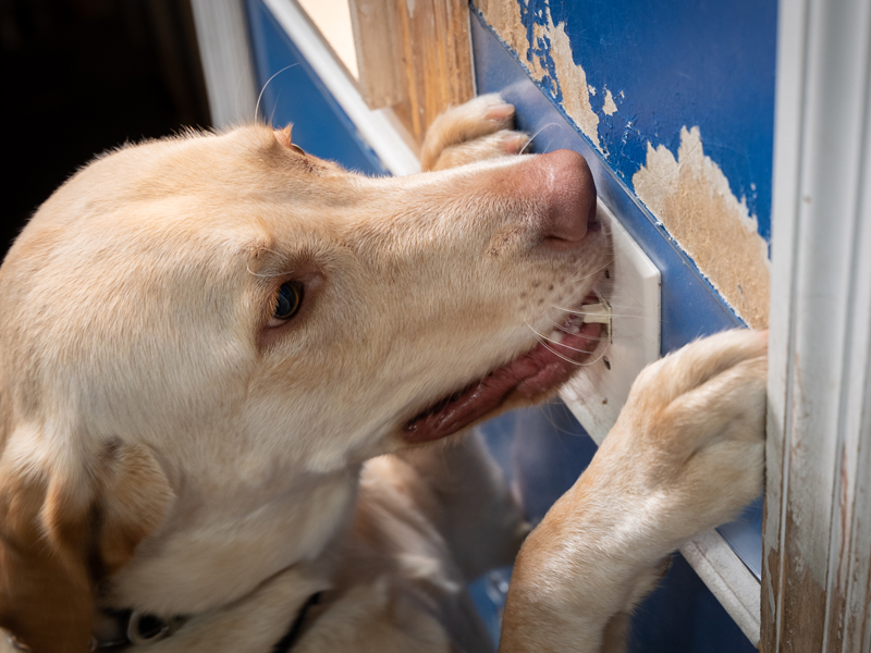 Service dog light switch