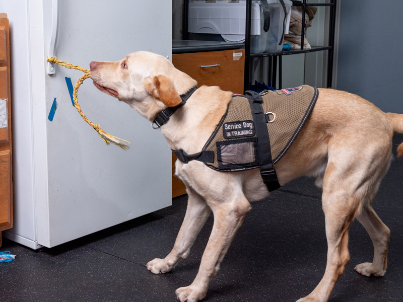 Service dog opening fridge