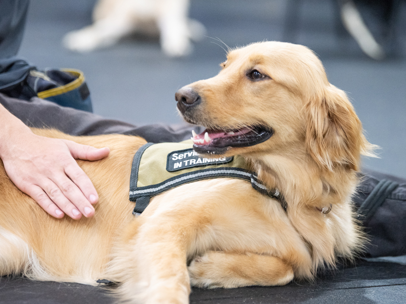 Service dog in training