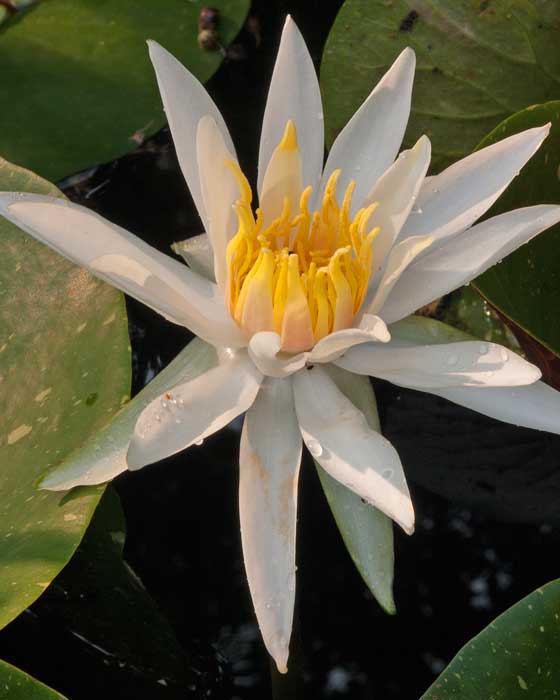 Water Lillies