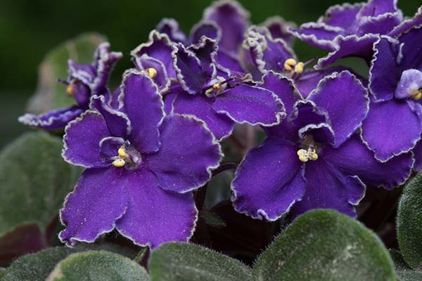 AfrViolets