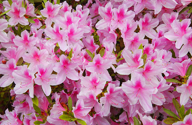 Airlie Azalea Festival