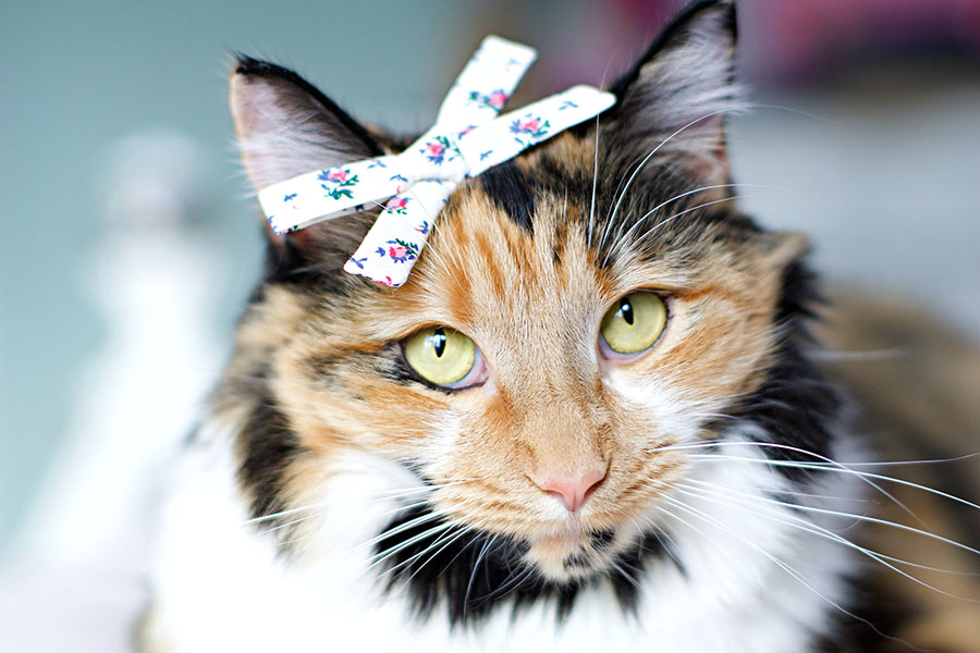 Miss Kitty  