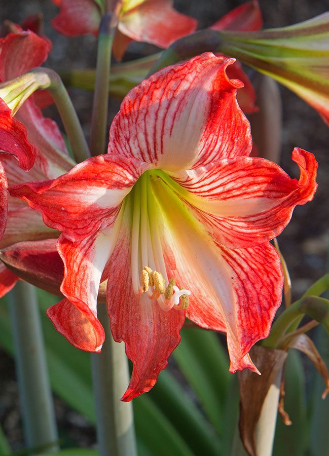 Amaryllis Bloom