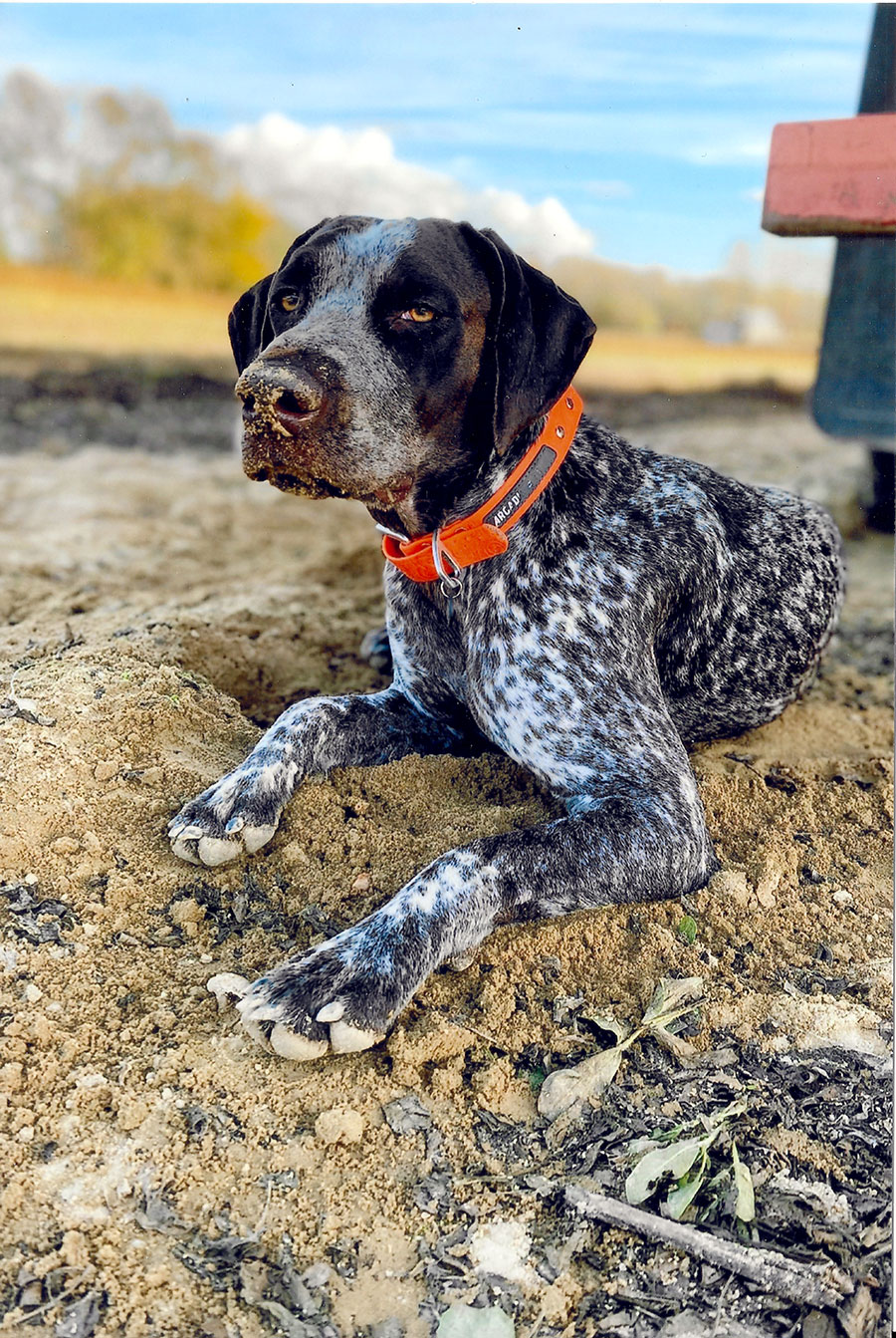 Trigger the German Pointer  