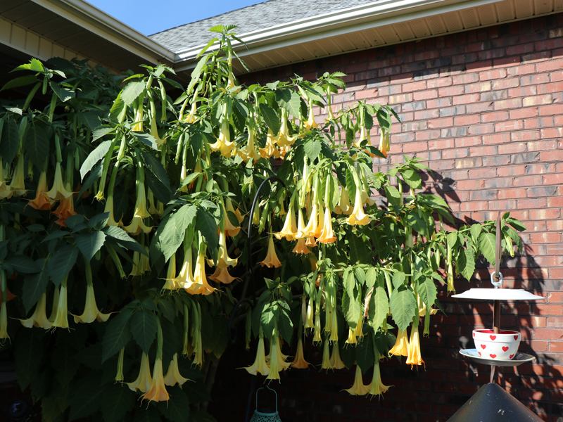 Angel Trumpets Tower Above