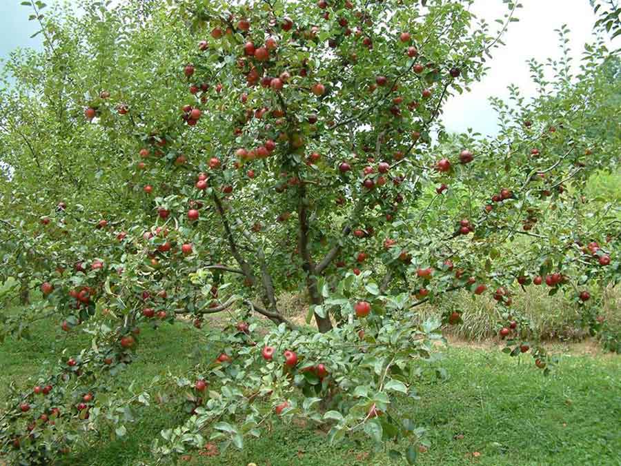Apple Tree