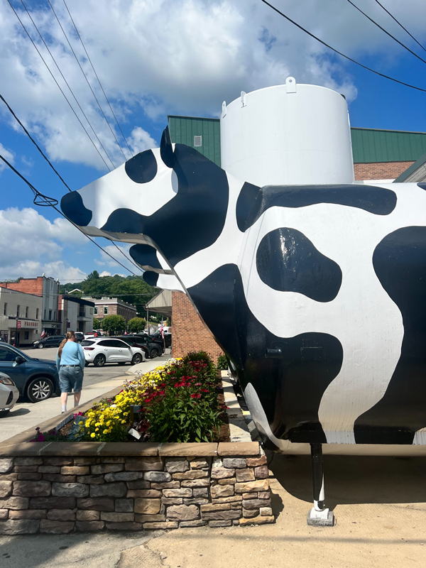 Ashe County Cheese Cows