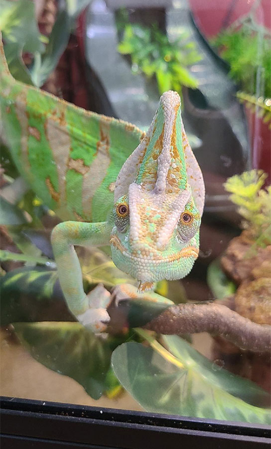 Winston the Chameleon  
