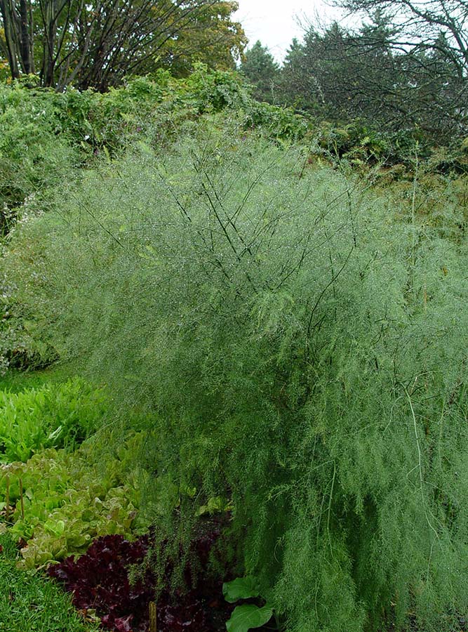 AsparagusFerns
