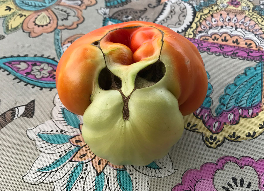 Garden Invasion 
