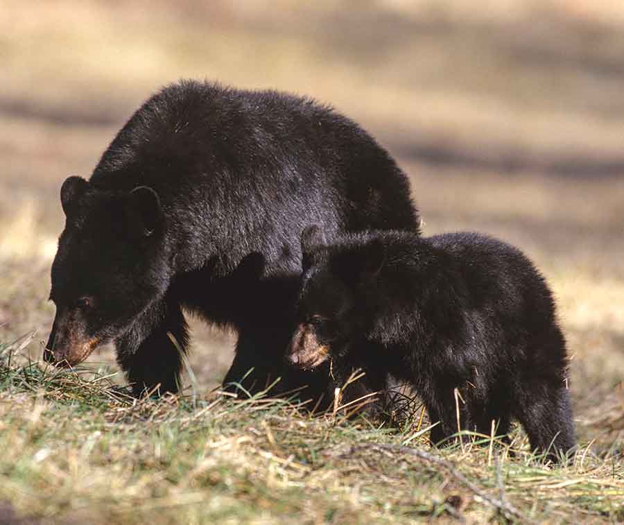 Bears in NC 2