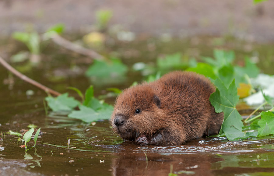 Beaver Kit