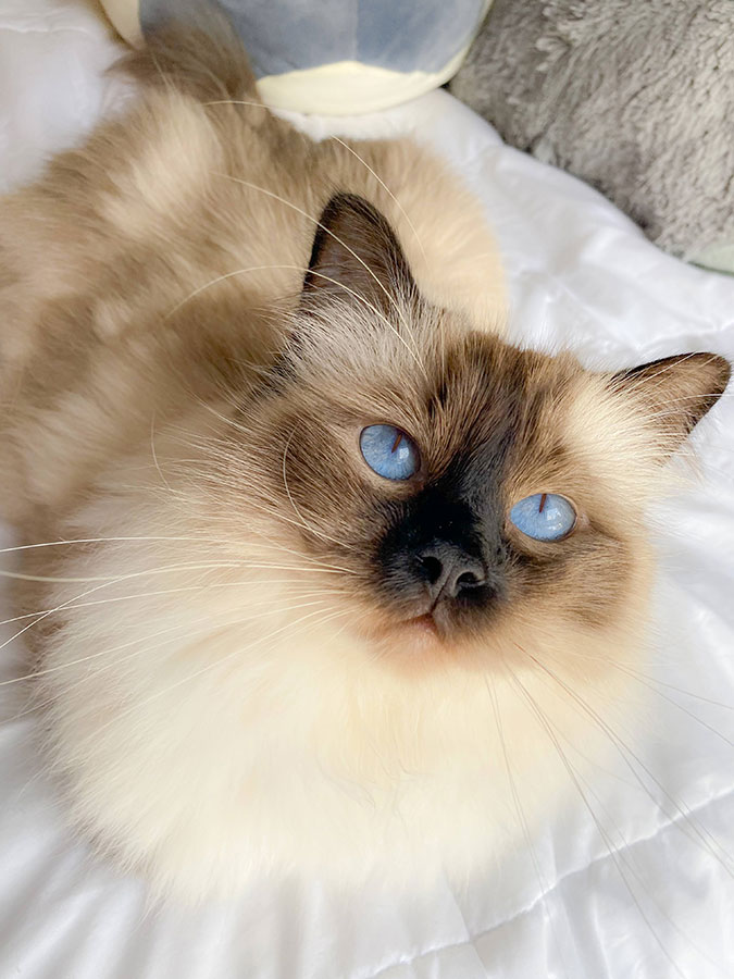 Reese the Ragdoll  