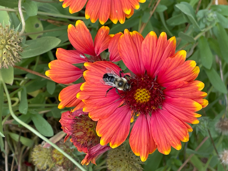 Bee Gaillardia Blanket Flower