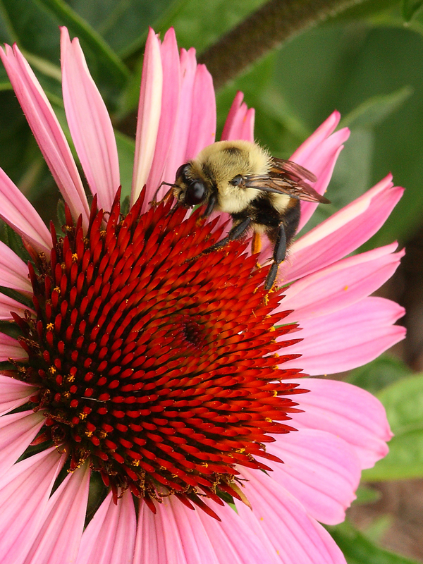 Bee Purple Cone Flower