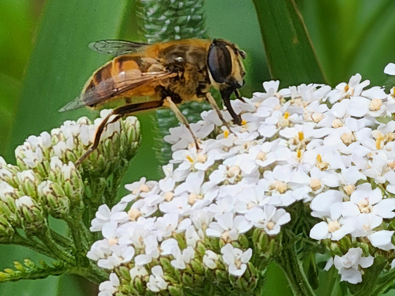 Bee on Yarrow Tea