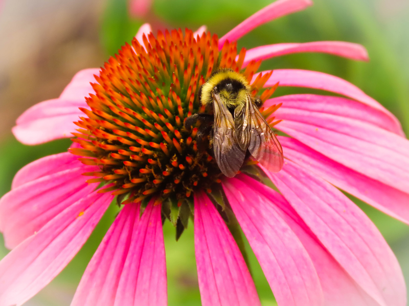 Sally Williard - Bee on a cornflower