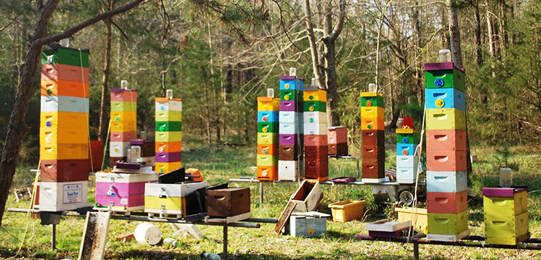 Beehives