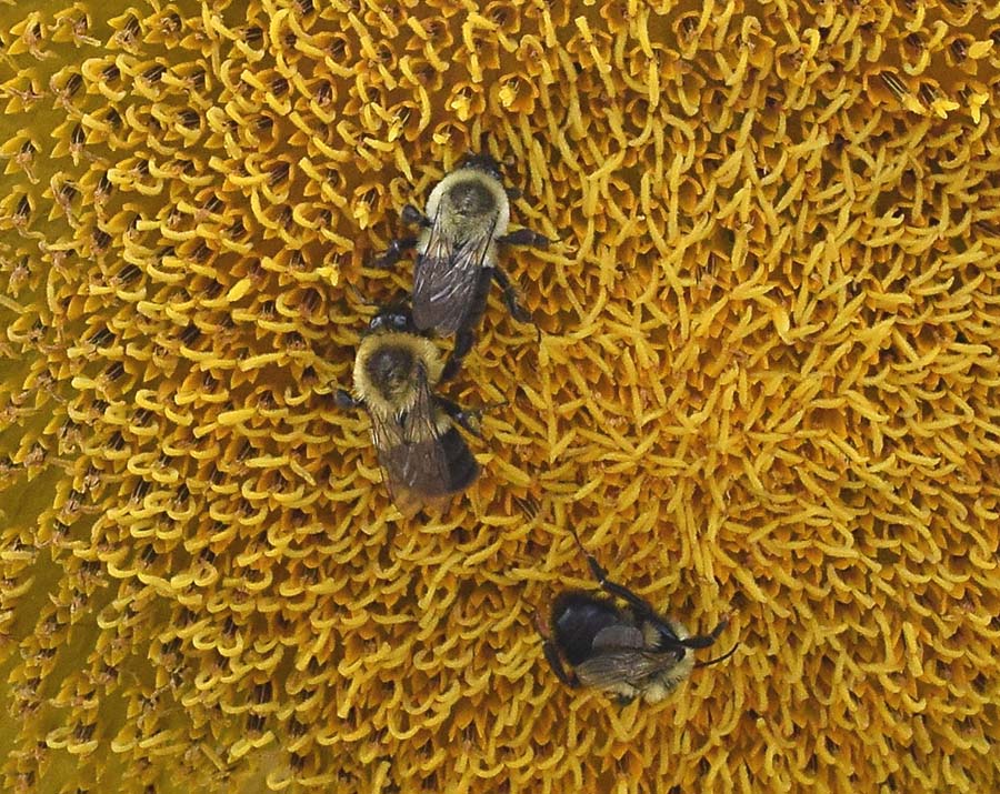 Bees on sunflower
