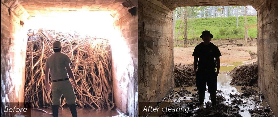 Before and After Culvert Beavers