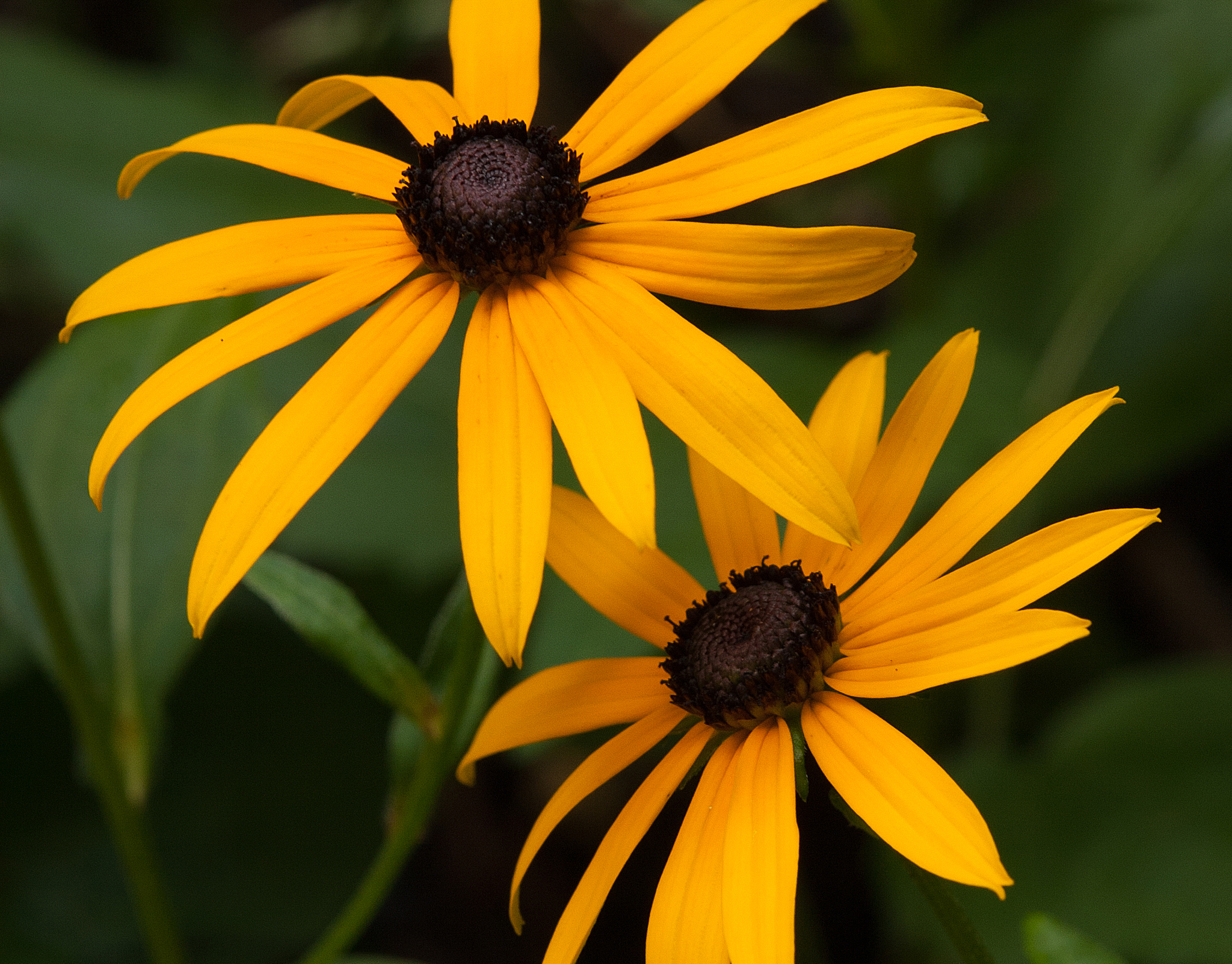 Black-Eyed-Susan