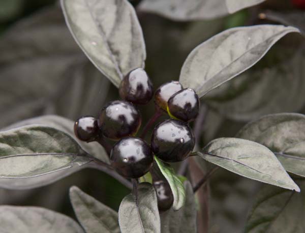 Black-Pearl-Pepper