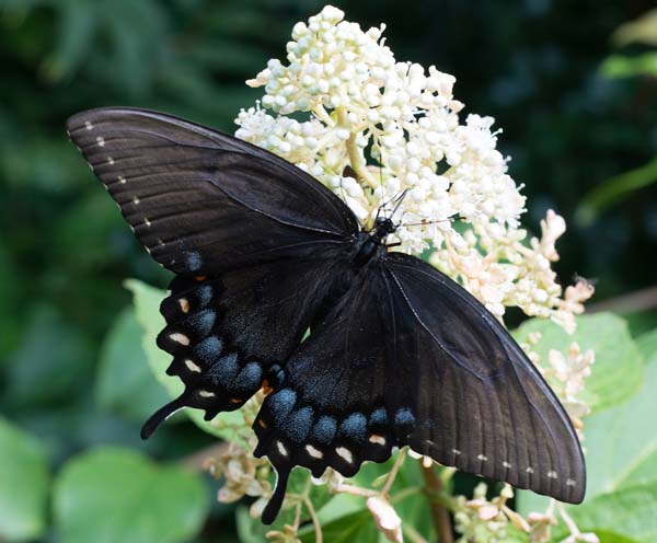 Black-Swallowtail