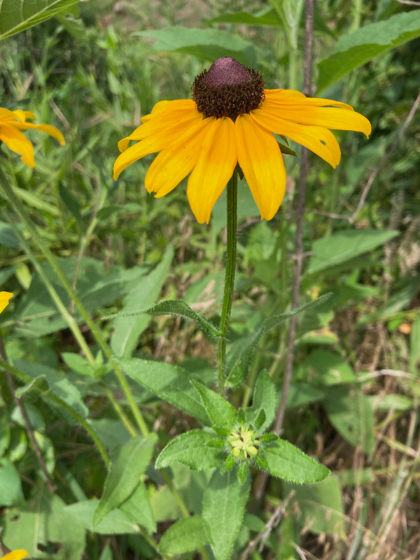 Black Eyed Susan