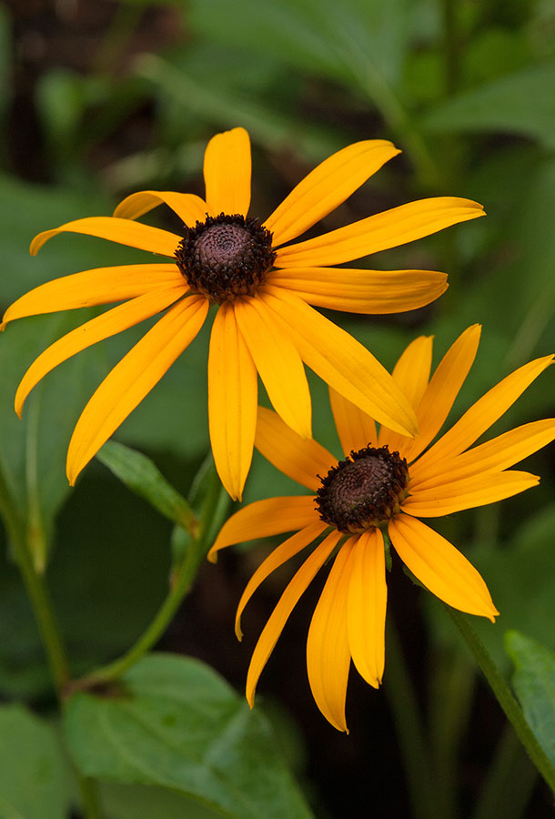 Black-Eyed Susan