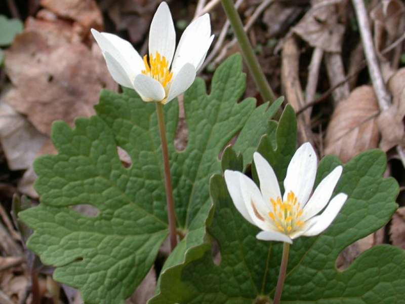 Bloodroot