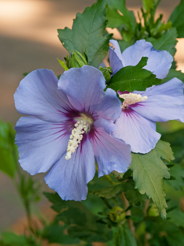 Bluebird Rose of Sharon