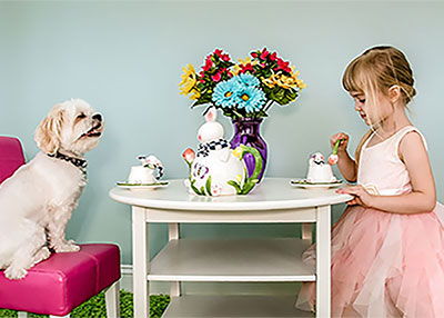Billy the Maltese and Shih Tzu Mix  