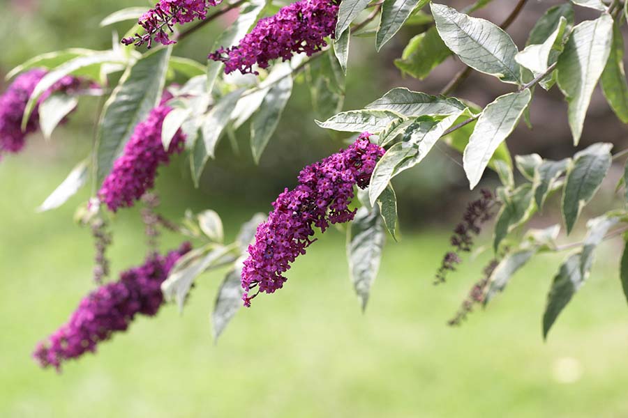Buddleia
