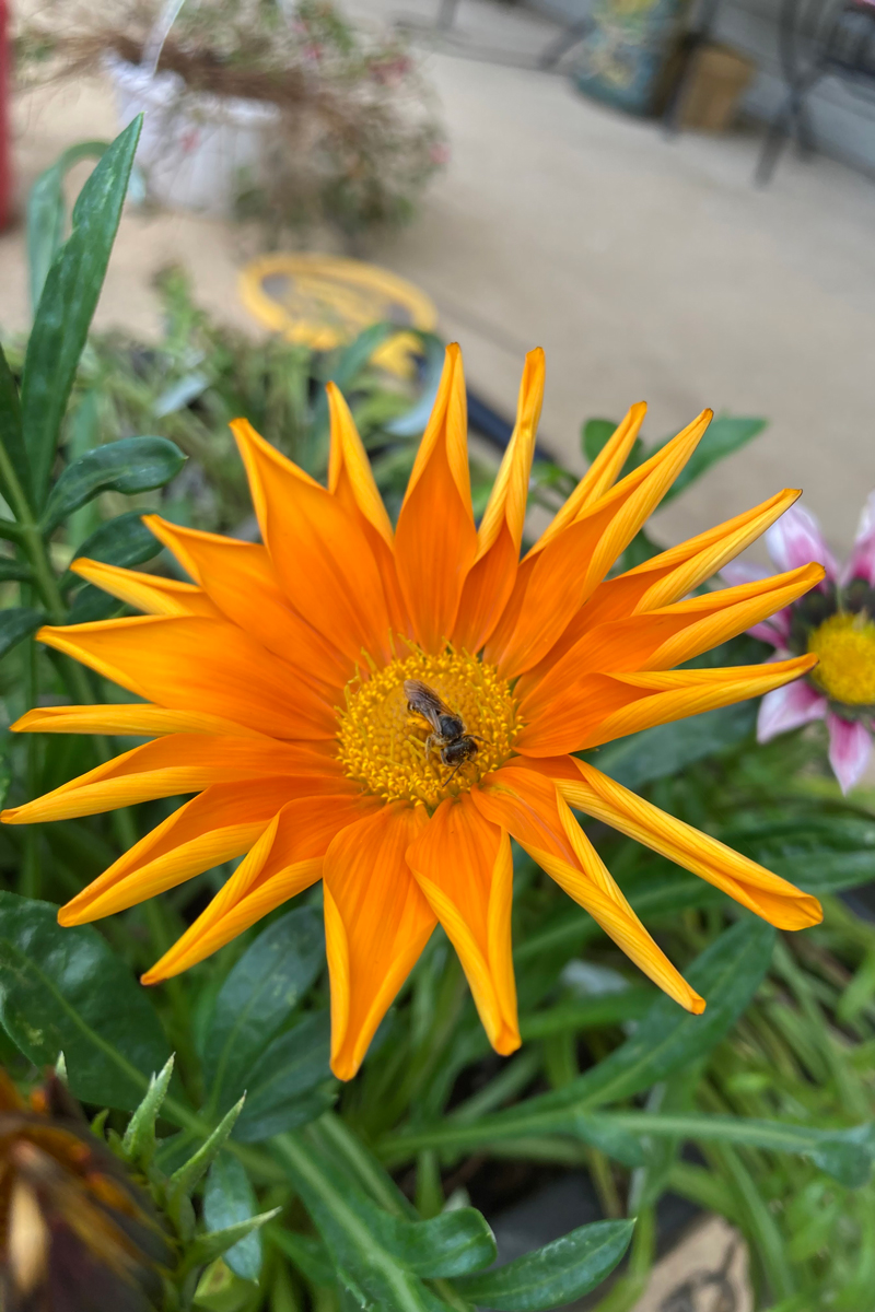 Cheridon Akers - Busy bee at Work