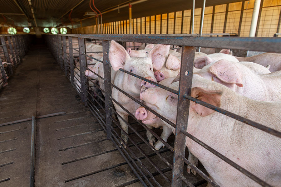 Butler Farms Hogs