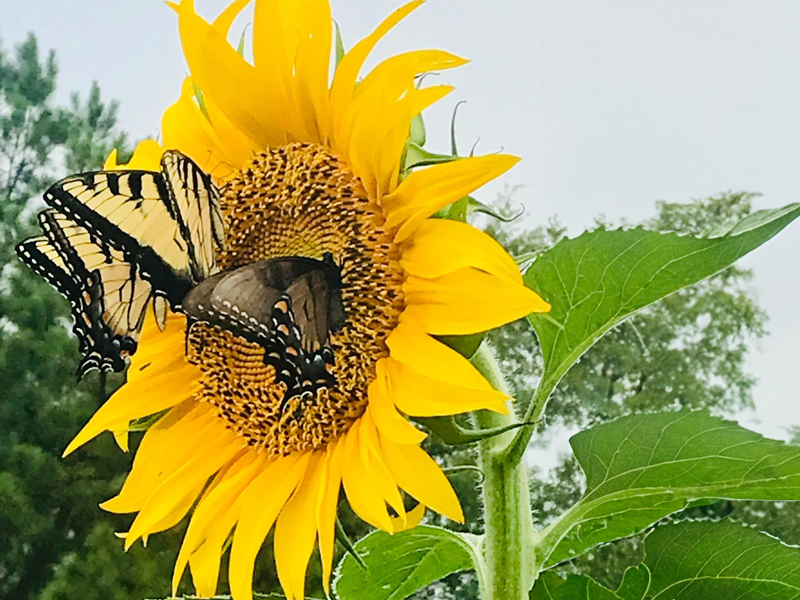 Butterflies on sunflower