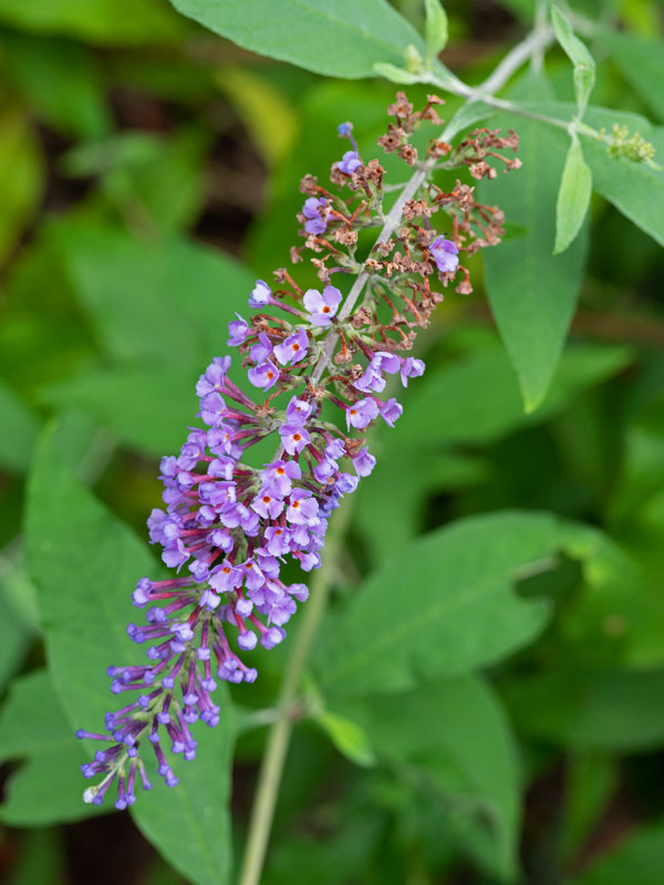Butterfly bush bloom going to seed
