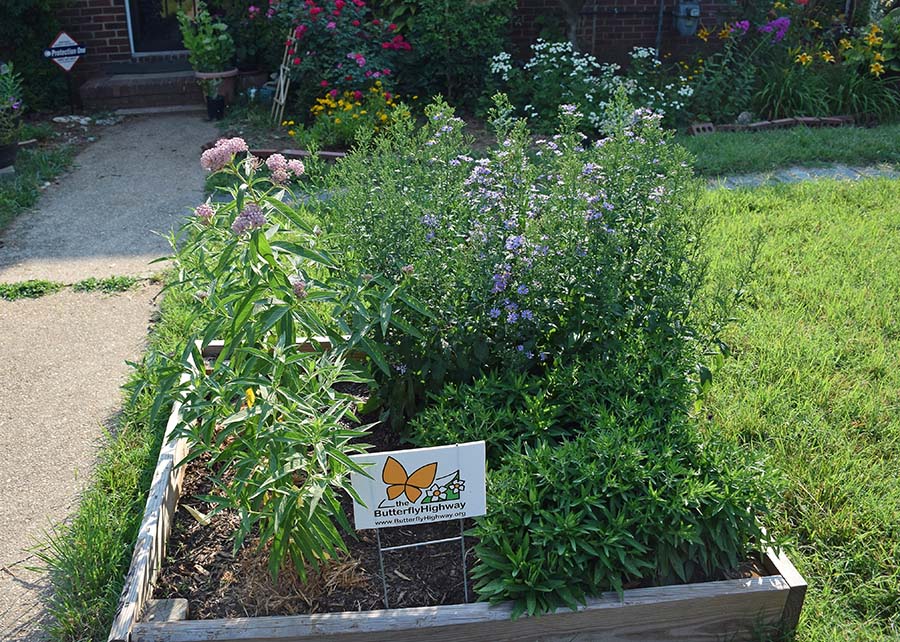 ButterflyGarden