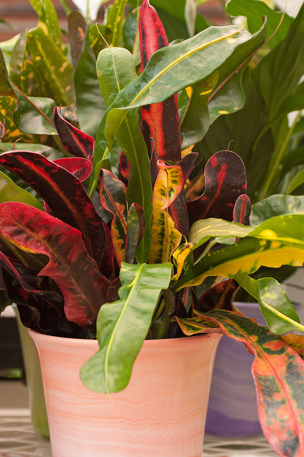 buy elephant ear plant Elephant Ear - Alocasia Odora main image 1