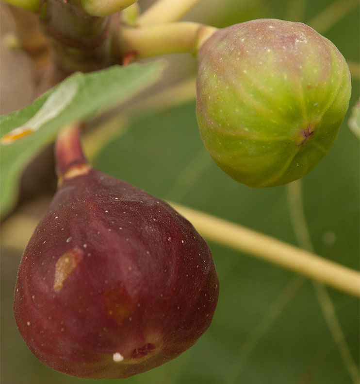 Fig tree