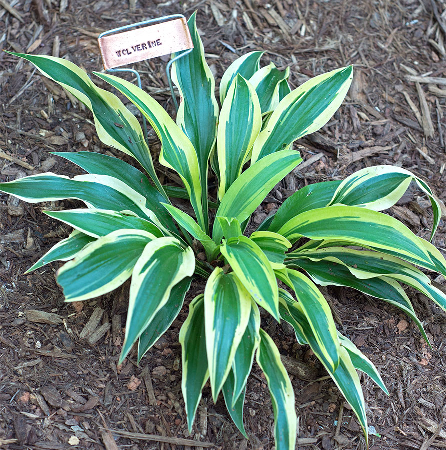 CC Hosta Tag sidebar