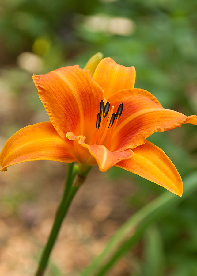 CC Orange Daylily