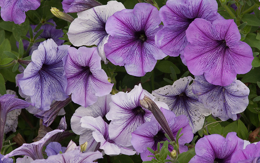 CC Petunia