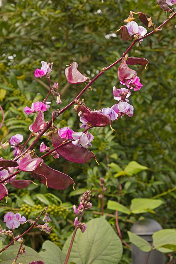 CC Purple Hyacinth Bean