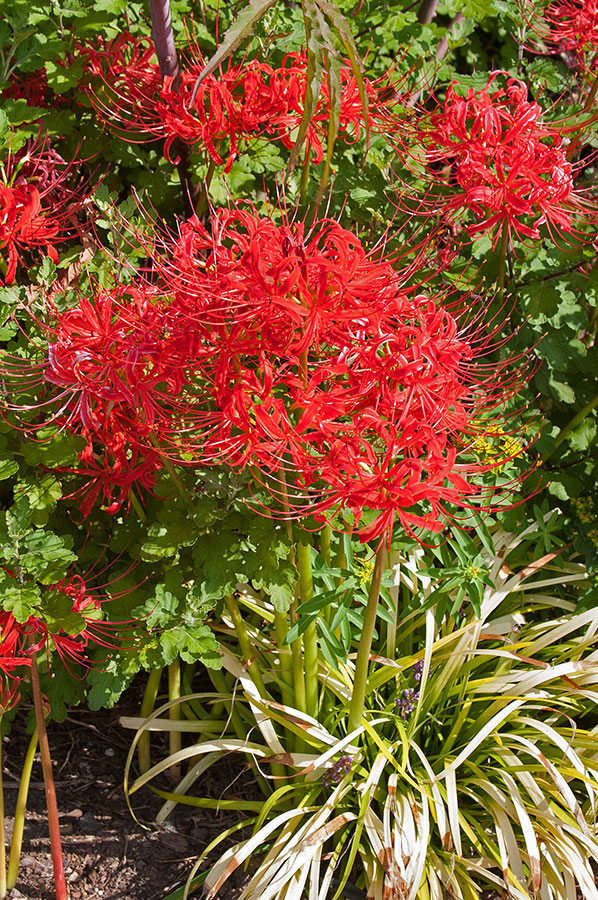 How to Master Red Spider Lily's Odd Growing Season