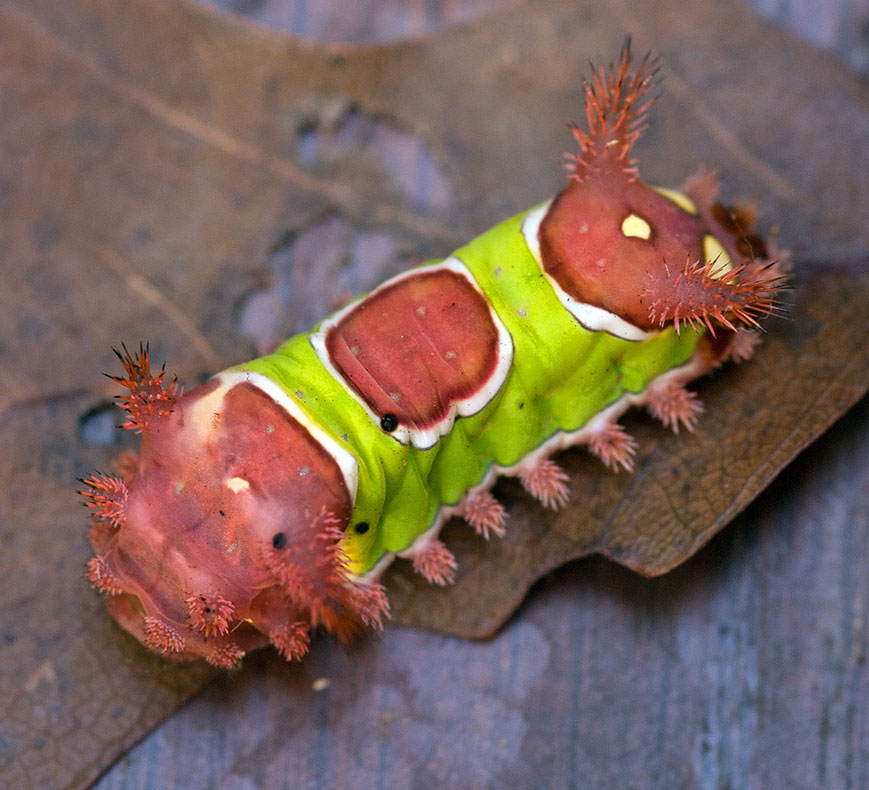 Saddleback Caterpillar
